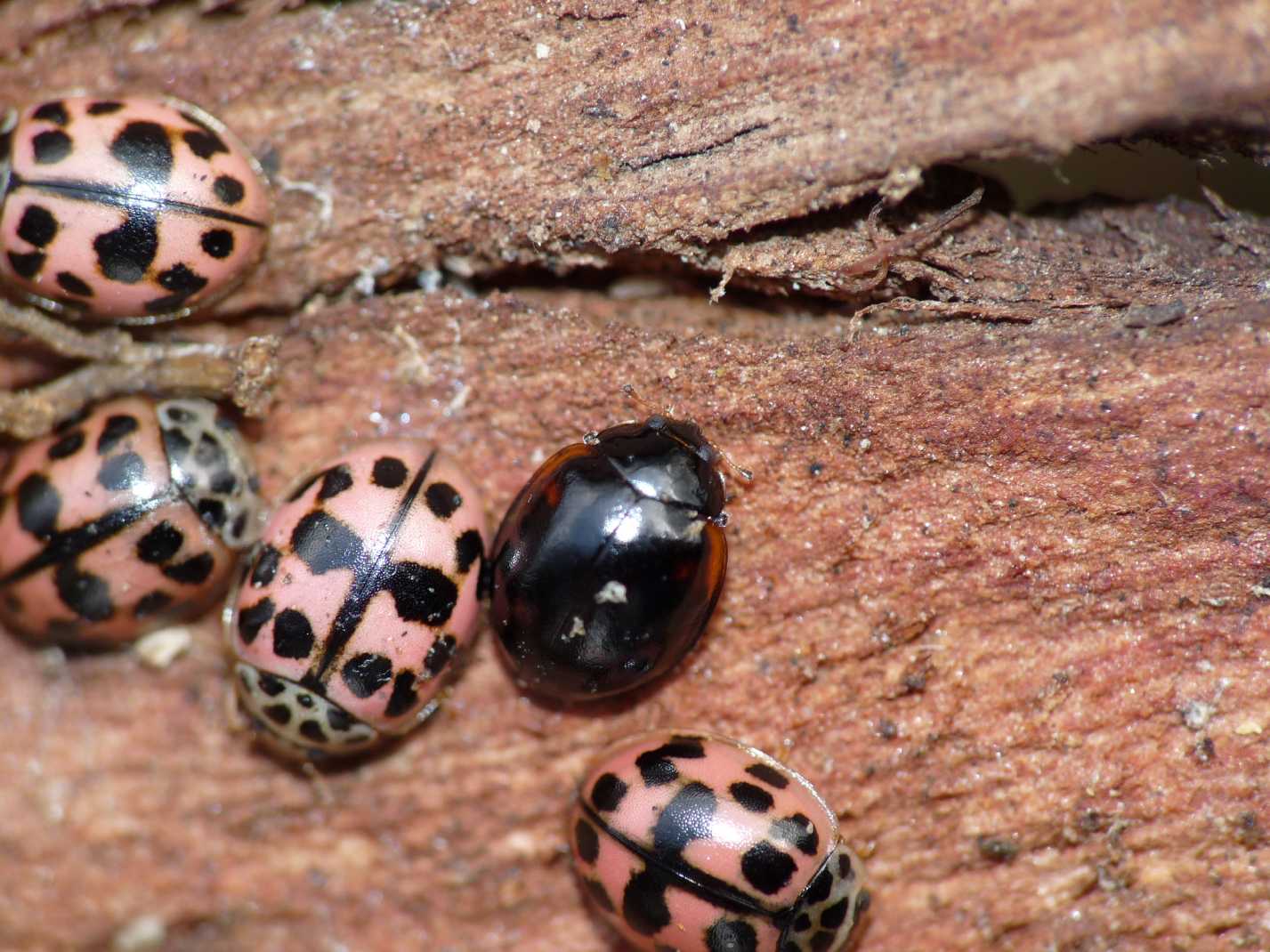 Coccinelle: non lo so!... ma credo Oenopia conglobata nera